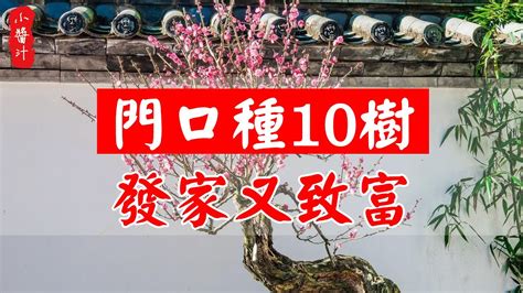 門前植物|【門口 植物】門口植物怎麼擺？風水專家傳授「6大區塊」擺對旺。